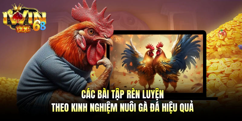 Các bài tập rèn luyện theo kinh nghiệm nuôi gà đá hiệu quả