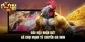 Dấu Hiệu Nhận Biết Gà Chọi Mạnh Từ Chuyên Gia IWIN