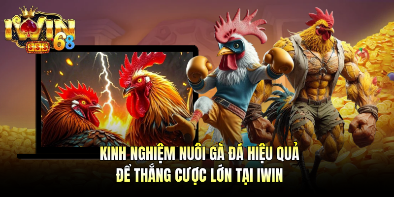 Kinh Nghiệm Nuôi Gà Đá Hiệu Quả Để Thắng Cược Lớn Tại IWIN