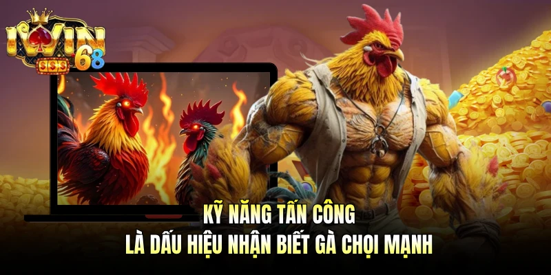 Kỹ năng tấn công là dấu hiệu nhận biết gà chọi mạnh
