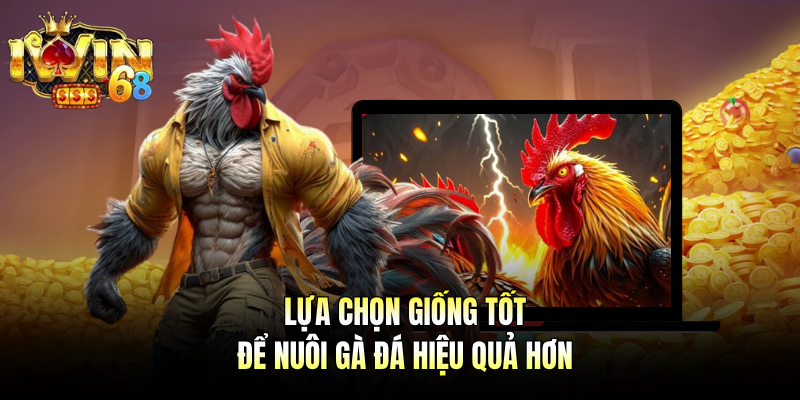 Lựa chọn giống tốt để nuôi gà đá hiệu quả hơn